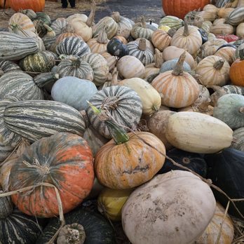 Acostas Pumpkin Patch and Christmas Trees - Acosta's Pumpkin Patch Oct 2025 - Christmas Trees Near Me - Redondo Beach, California Acostas Pumpkin Patch and Christmas Trees - Acosta's Pumpkin Patch Oct 2025 - Christmas Trees Near Me - Redondo Beach, California