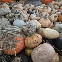Acostas Pumpkin Patch and Christmas Trees - Acosta's Pumpkin Patch Oct 2025