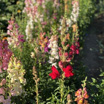 Bohemian Flowers Farmstand - Snapdragons in bloom - Florists Near Me - Sebastopol, California Bohemian Flowers Farmstand - Snapdragons in bloom - Florists Near Me - Sebastopol, California