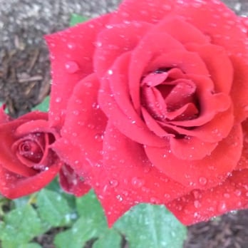 Torillo's Landscaping - Red carpet organically grown - Landscaping Near Me Torillo's Landscaping - Red carpet organically grown - Landscaping Near Me
