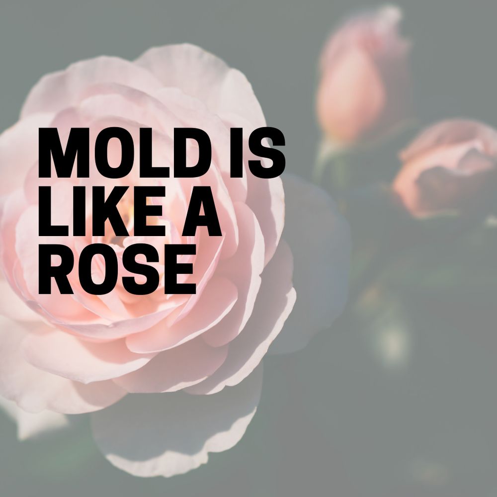 The Mold Guy - mold inspector in Marina Del Ray, CA