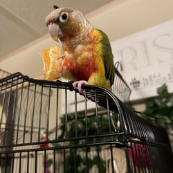The Aviary - First bird piña