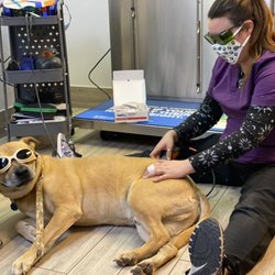 Boomer Veterinary Hospital - Red is getting lasered for his super ouchy back. He looks like he is enjoying it!