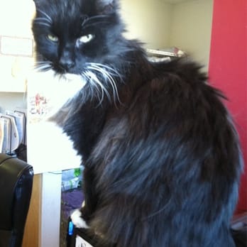 Snowy Range Vet Clinic - Office cat - Veterinarians Near Me - Laramie, Wyoming Snowy Range Vet Clinic - Office cat - Veterinarians Near Me - Laramie, Wyoming