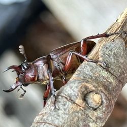 KMS Native Plants - stag beetle