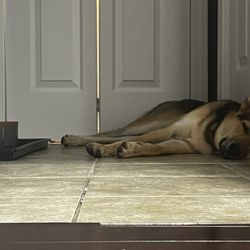 Seacoast Lucky Dog Daycare - Jade post-daycare.