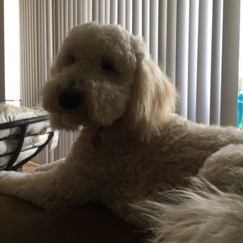 Doggy Daze - We do the royal treatment for Lulu every time! So fresh and so clean clean - Pet Groomers Near Me - Phoenix, Arizona