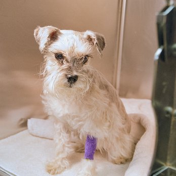 Rehm Animal Clinic - Surgery Recovery - Veterinarians Near Me - Mobile, Alabama