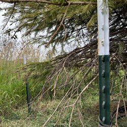 Front Range Landscape and Nursery - Spruce