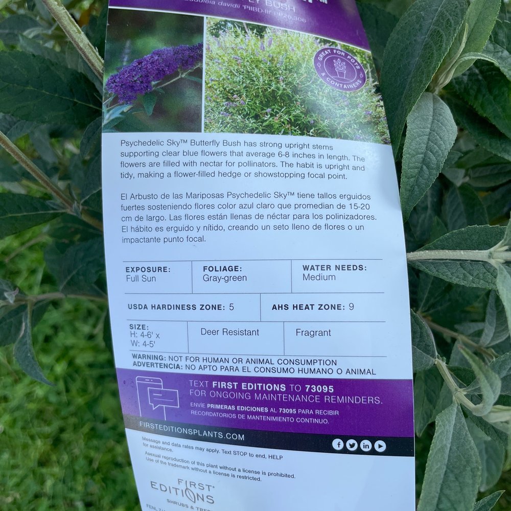 Sollecito Landscaping Nursery - Butterfly bush- Psychedelic Sky will have blue and purple flowers. We selected this because we wanted some height. It will get 4-6'. - Nurseries & Gardening Near Me - Syracuse, New York Sollecito Landscaping Nursery - Butterfly bush- Psychedelic Sky will have blue and purple flowers. We selected this because we wanted some height. It will get 4-6'. - Nurseries & Gardening Near Me - Syracuse, New York