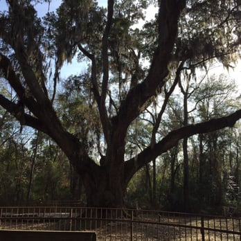 Jackson's Oak - The base of this tree is easily 7 feet wide - Landmarks & Historical Buildings Near Me - Daphne, Alabama Jackson's Oak - The base of this tree is easily 7 feet wide - Landmarks & Historical Buildings Near Me - Daphne, Alabama