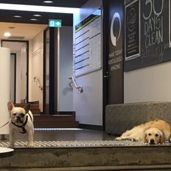 Flow Athletic - Dogs welcome!