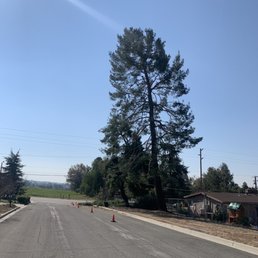 2 large pine trees