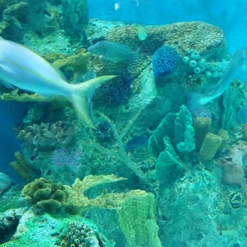 RumFish Grill - Oh pretty fish tank - Seafood Near Me - St Pete Beach, Florida