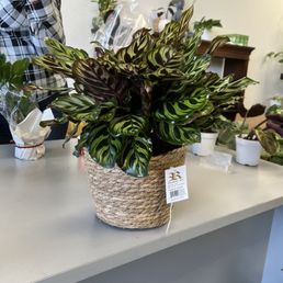 Maranta leuconeura aka prayer plant Maranta leuconeura aka prayer plant