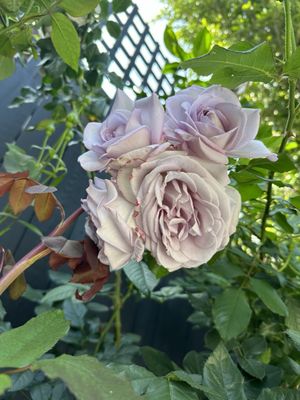 Armstrong Garden Centers by null