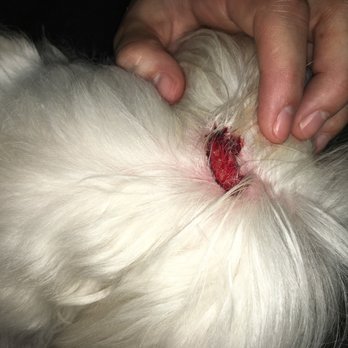 Four Paws Stay & Play - Owner, Ken, never called back or responded to texts. Wound was cleaned before I picked her up. - Pet Sitting Near Me - Verona, New Jersey Four Paws Stay & Play - Owner, Ken, never called back or responded to texts. Wound was cleaned before I picked her up. - Pet Sitting Near Me - Verona, New Jersey