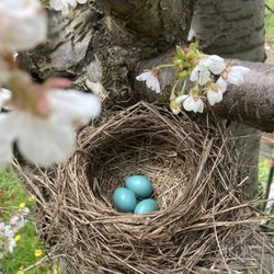 Hood River U-Pick Organic