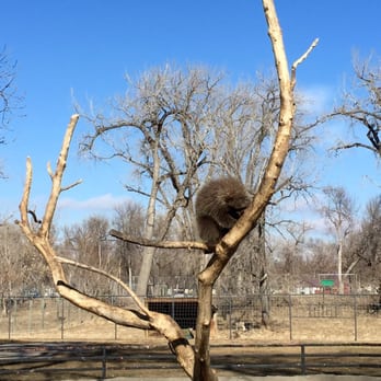 Dakota Zoo - porcupine that likes to climb - Zoos Near Me - Bismarck, North Dakota