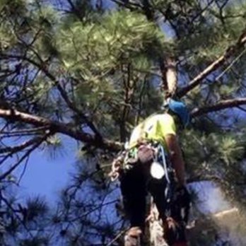 Hiatt's Tree Service - Tree Services Near Me - Chesapeake, Virginia