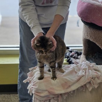 The Cafe Meow - Coffee & Tea Near Me - Roseville, Minnesota The Cafe Meow - Coffee & Tea Near Me - Roseville, Minnesota