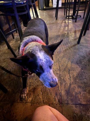 Pepp's Pub by null