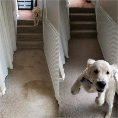 Examples of My Work - Customer of 3 beautiful cats needed stain and odor removal. This task was accomplished using quality eco friendly treatments safe for pets. Examples of My Work - Customer of 3 beautiful cats needed stain and odor removal. This task was accomplished using quality eco friendly treatments safe for pets.