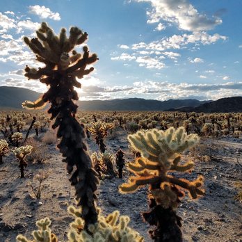 Cholla Cactus Garden - Parks Near Me - Twentynine Palms, California Cholla Cactus Garden - Parks Near Me - Twentynine Palms, California