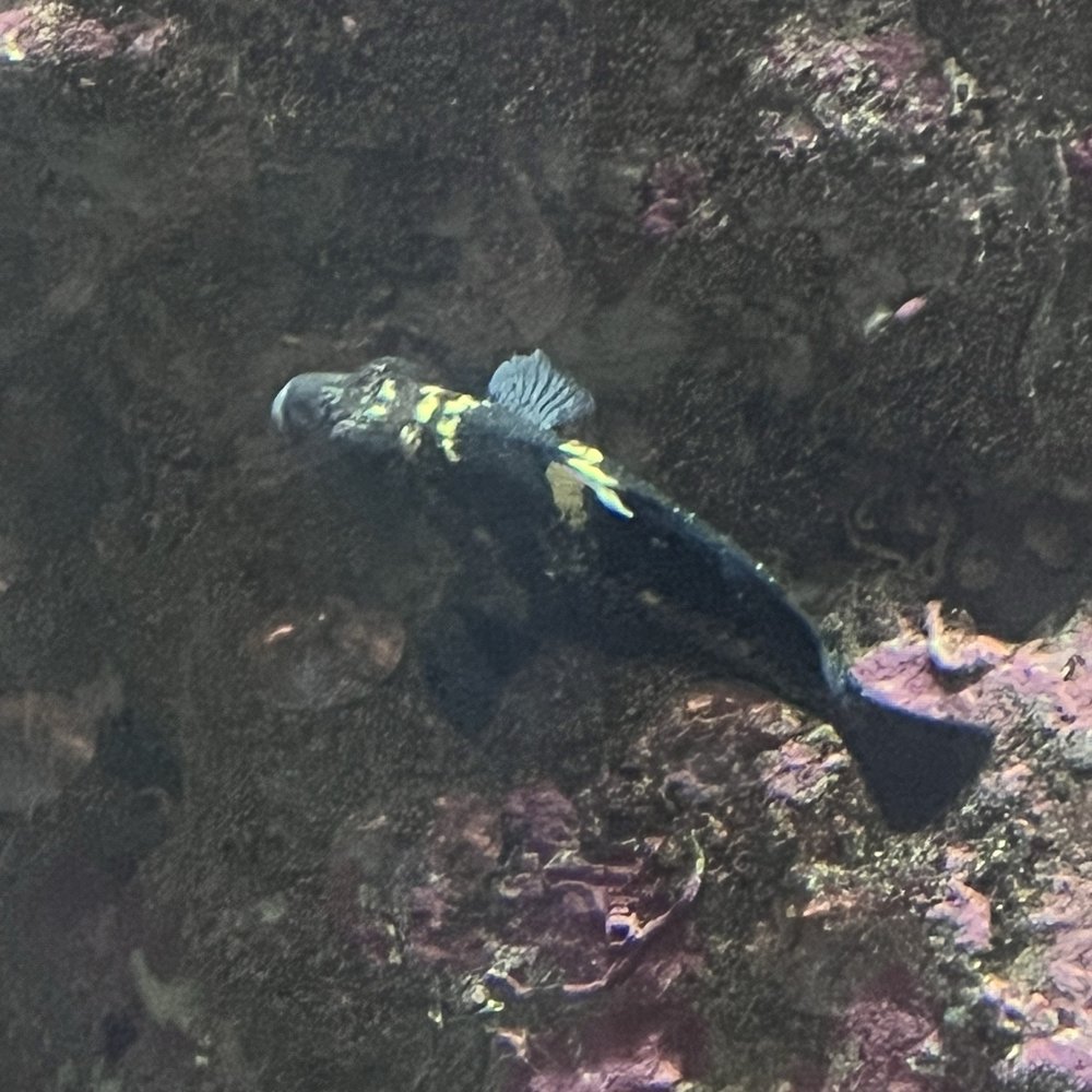 Seattle Aquarium - Aquariums Near Me - Seattle, Washington Seattle Aquarium - Aquariums Near Me - Seattle, Washington