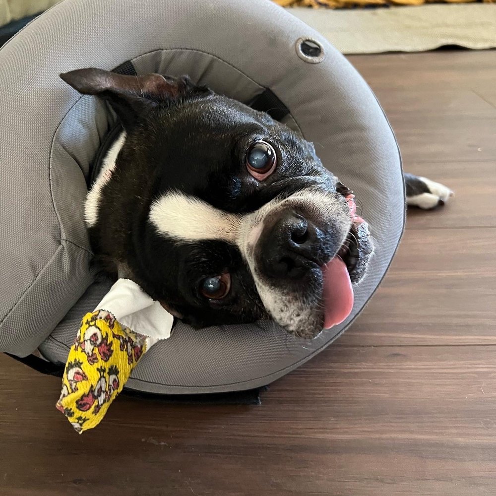 Pets Vet - Trying to navigate the new cone! - Veterinarians Near Me - Hemet, California Pets Vet - Trying to navigate the new cone! - Veterinarians Near Me - Hemet, California