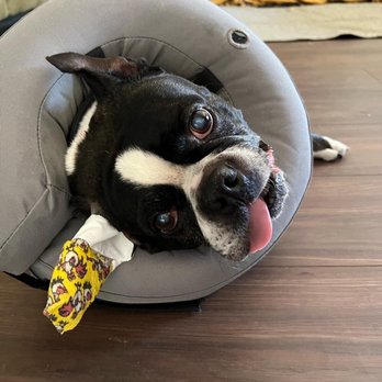 Pets Vet - Trying to navigate the new cone! - Veterinarians Near Me - Hemet, California