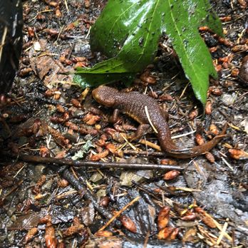 Big Trees - Newt! - Kids Activities Near Me - Sunnyvale, California Big Trees - Newt! - Kids Activities Near Me - Sunnyvale, California