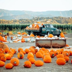 Solvang Farmer Pumpkin Patch