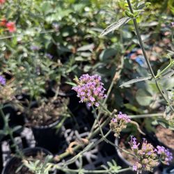 Mimosa Nursery