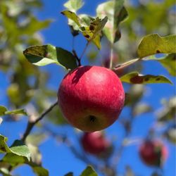 The Big Apple Orchard - Bright red!