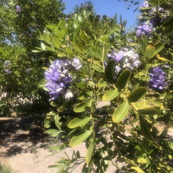 Hualapai Canyon Trailhead - Pretty purple flowers along the trail - Parks Near Me - Las Vegas, Nevada Hualapai Canyon Trailhead - Pretty purple flowers along the trail - Parks Near Me - Las Vegas, Nevada