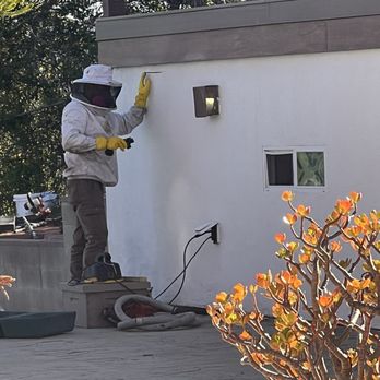 AA-Beekeeper - Removing stucco - Pest Control Near Me