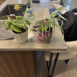 Buckman's Home and Garden - Spider plant & philodendron in ceramic pots