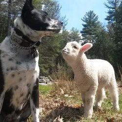 Derry Medical Center At Bedford - My buddies guarding the sheep