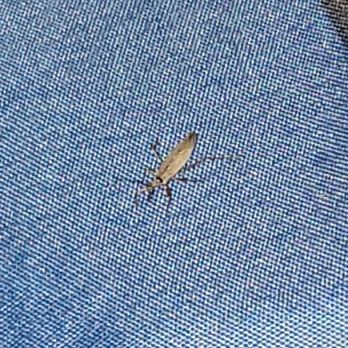 Bell's Motor Lodge - Alive bug found under comforter - Hotels Near Me - Spearfish, South Dakota Bell's Motor Lodge - Alive bug found under comforter - Hotels Near Me - Spearfish, South Dakota