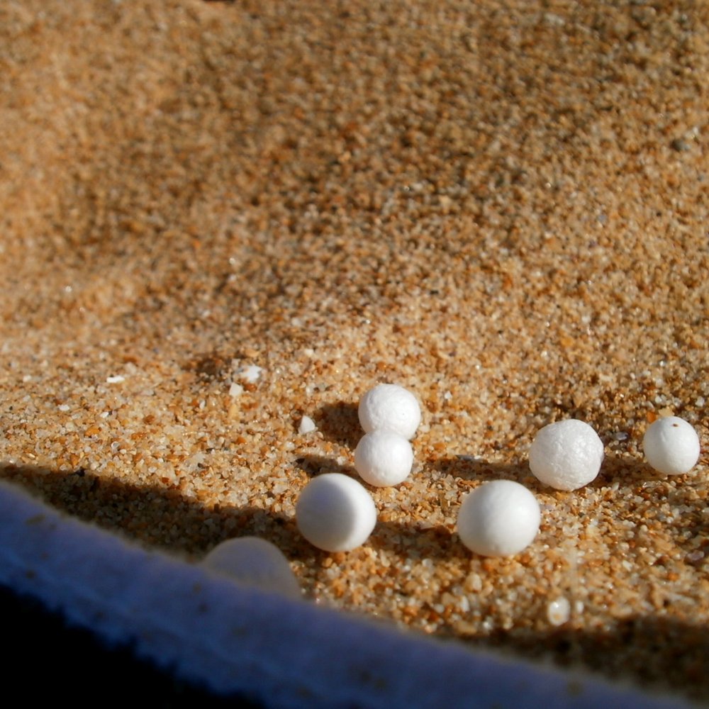 Mona Vale Beach - These tiny foam balls would always be all over the beach! - Beaches Near Me