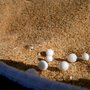 Photo of Mona Vale Beach