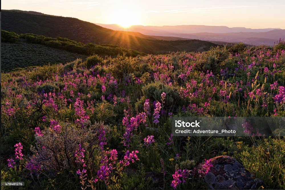 All Seasons Health - grief counselor in Littleton, CO