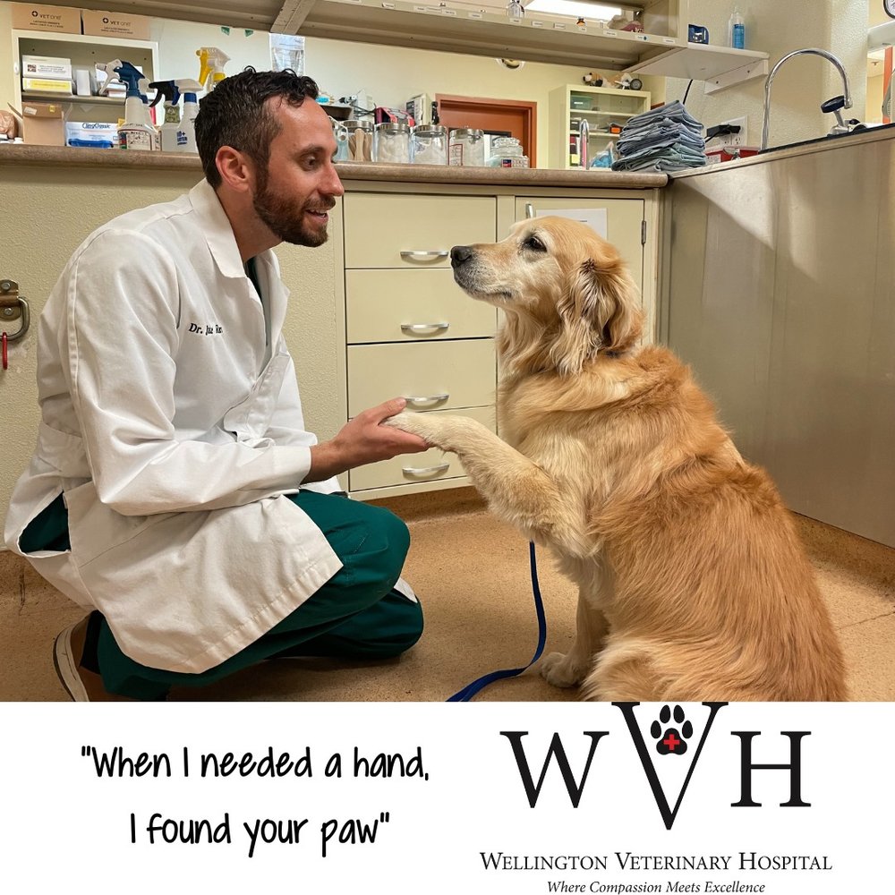 WELLINGTON VETERINARY HOSPITAL Updated October 2024 12 Photos & 12