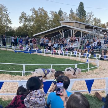 Alameda County Fair - Alaskan pig race! - Festivals Near Me - Pleasanton, California