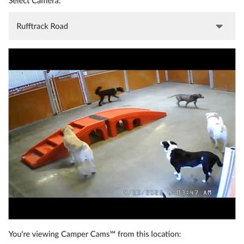 Camp Bow Wow - Jackson and Jethro getting ready to play! - Pet Boarding Near Me - Henderson, Nevada