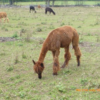 Lobo Loco Alpaca Farm - Farms Near Me - Sheguiandah, Ontario Lobo Loco Alpaca Farm - Farms Near Me - Sheguiandah, Ontario