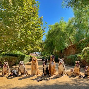 Dogs Gone Sane - Pet Training Near Me Dogs Gone Sane - Pet Training Near Me