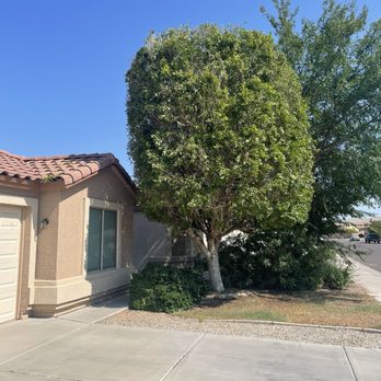 JSR Maintenance - After - Tree Services Near Me JSR Maintenance - After - Tree Services Near Me