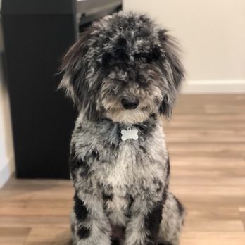 Muddy Paws Grooming - After-groom glamour shot :) - Pet Groomers Near Me - Oakley, California Muddy Paws Grooming - After-groom glamour shot :) - Pet Groomers Near Me - Oakley, California